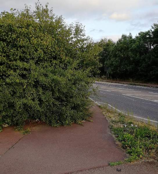 cycle path heads throgh a thicket